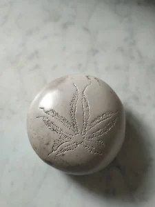 Sand dollar